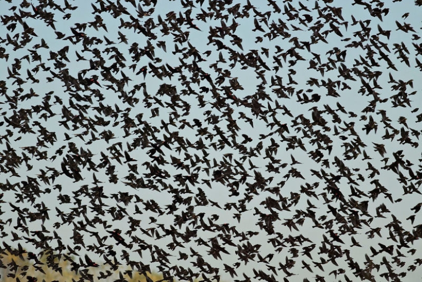 Cuando el horror clásico cobra vida: la inexplicable invasión de pájaros negros en Texas