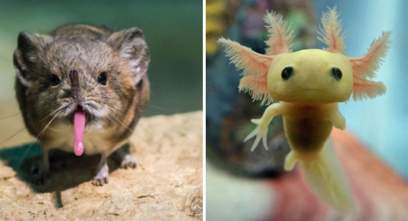 Какие есть слова паразиты. Факты о человеке. Интересные познавательные факты. Которые мы не. Одиозная личность что это значит.