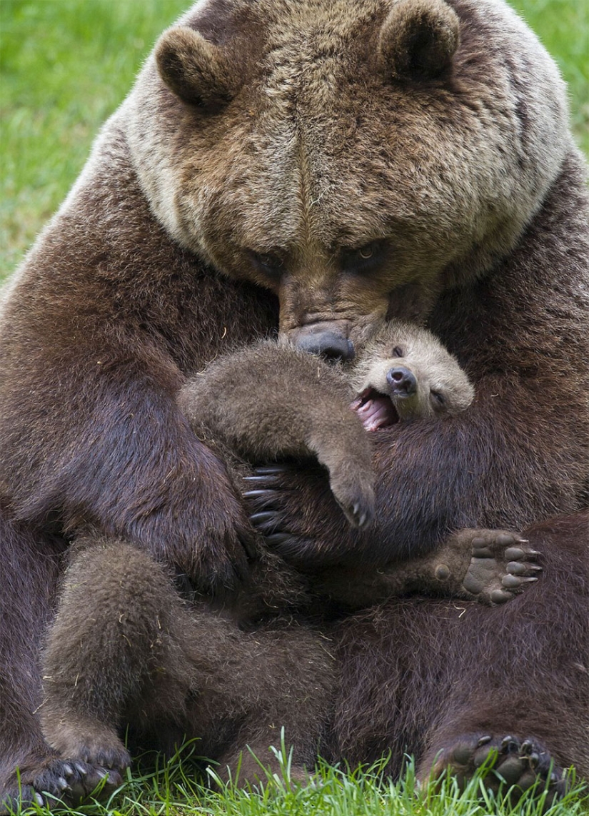 Cuchara de nieve en el camino: las osas madres más dulces enseñan a los cachorros mente a mente