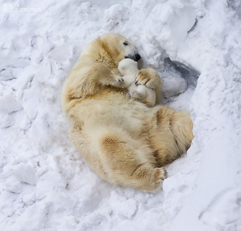 Cuchara de nieve en el camino: las osas madres más dulces enseñan a los cachorros mente a mente