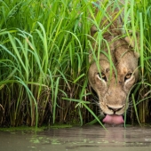 Cuál de ellos será el ganador: 14 increíbles trabajos del concurso Fotógrafo de Vida Silvestre del Año 2018