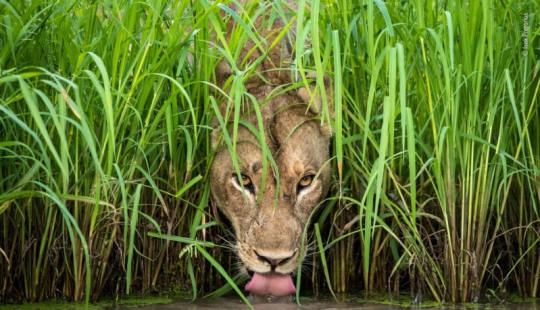 Cuál de ellos será el ganador: 14 increíbles trabajos del concurso Fotógrafo de Vida Silvestre del Año 2018 Cuál de ellos será el ganador: 14 increíbles trabajos del concurso Fotógrafo de Vida Silvestre del Año 2018