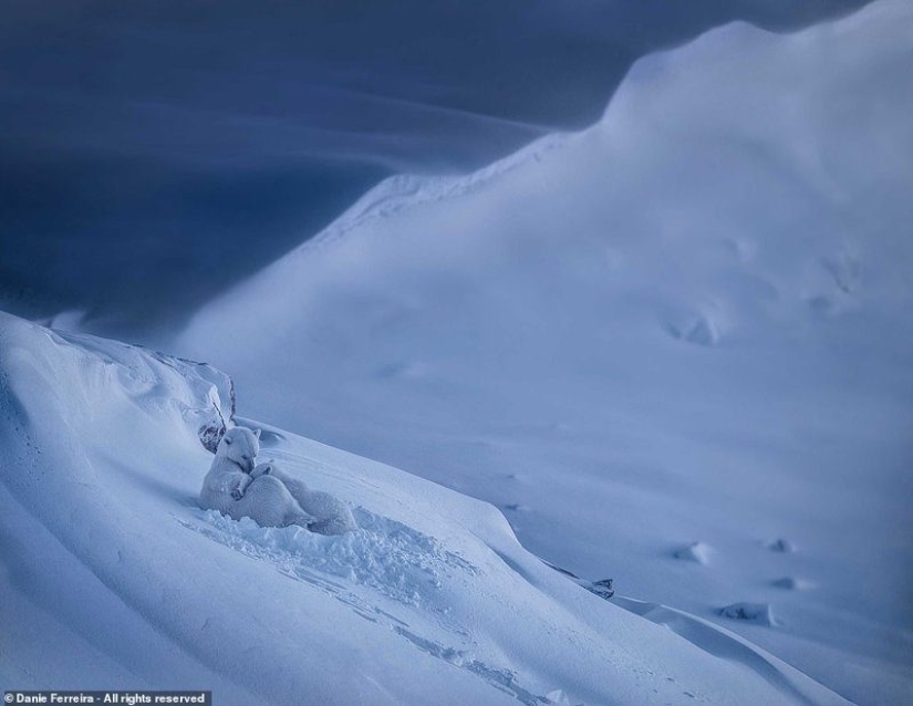 ¿Cuál de estas fotos será la mejor? Obras del Concurso de Fotografía del Smithsonian 2018