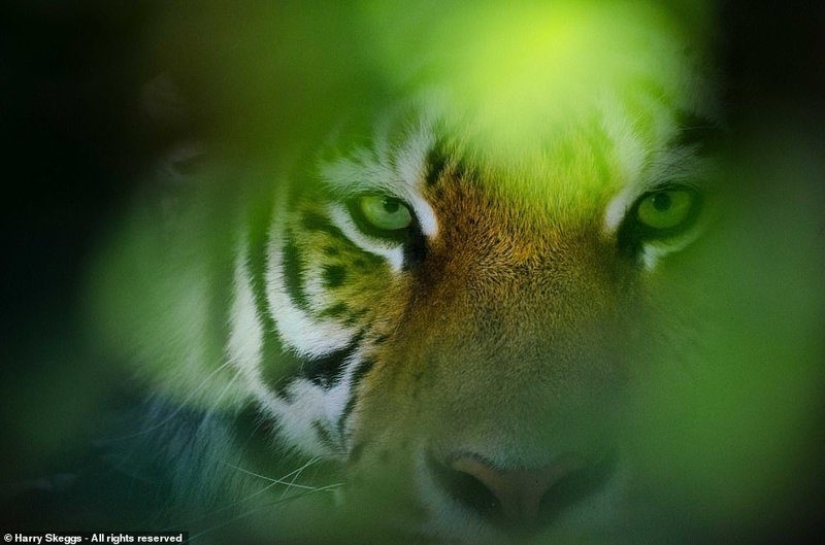 ¿Cuál de estas fotos será la mejor? Obras del Concurso de Fotografía del Smithsonian 2018