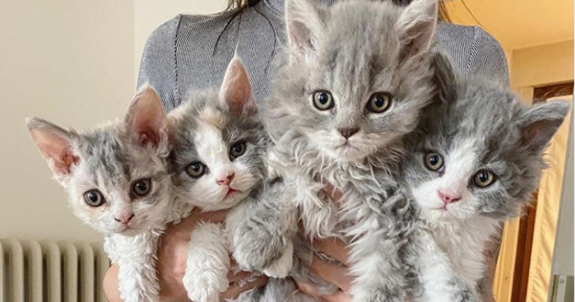 Curly kittens, similar to plush toys, do not leave anyone indifferent