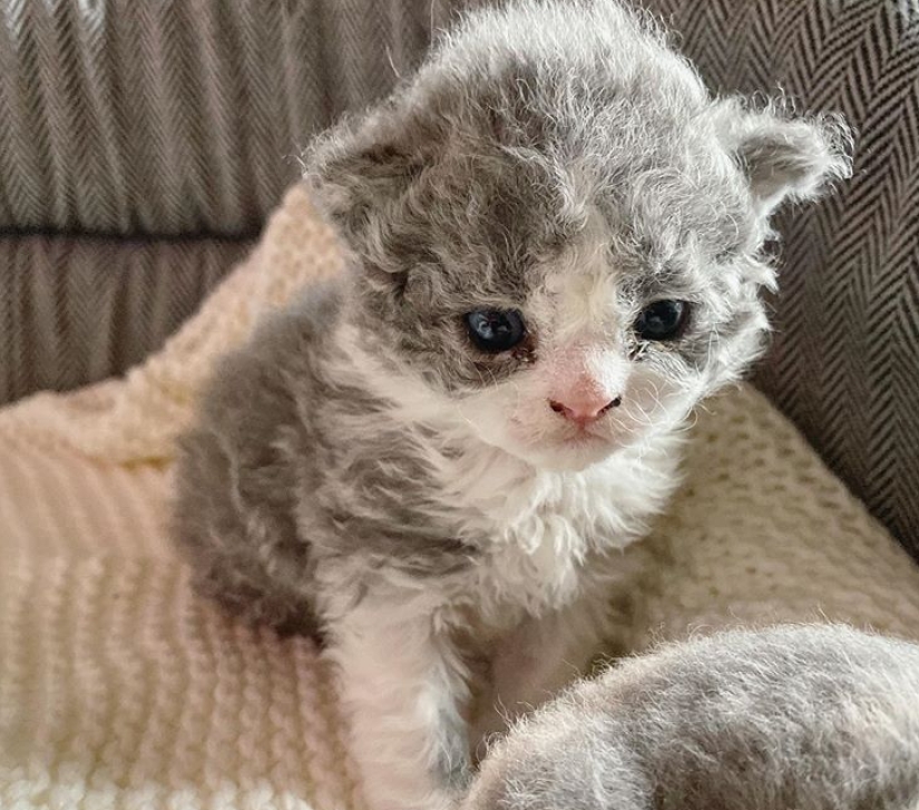 Curly kittens, similar to plush toys, do not leave anyone indifferent