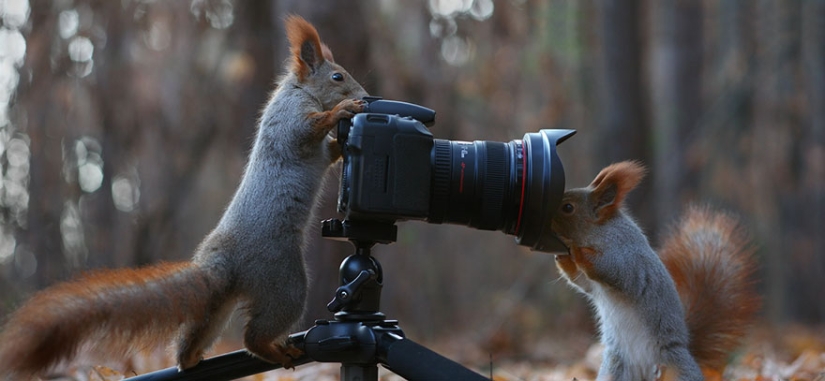 Cute photo shoot of squirrels playing by photographer Vadim Trunov