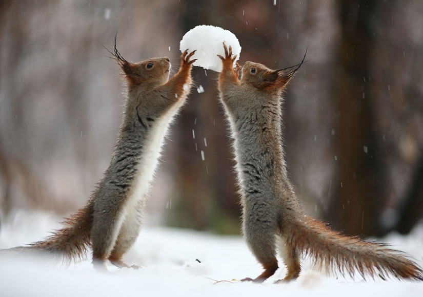 Cute photo shoot of squirrels playing by photographer Vadim Trunov