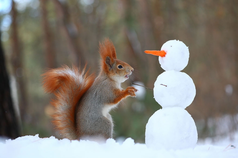 Cute photo shoot of squirrels playing by photographer Vadim Trunov