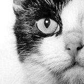 Dame una pata: los internautas están recaudando dinero para un monumento al gato cosmonauta