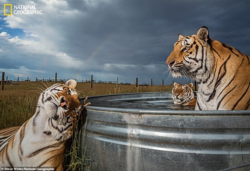 Dancing mice, feasting wolves and tigers on relaxation: the best photos of 2019 according to National Geographic