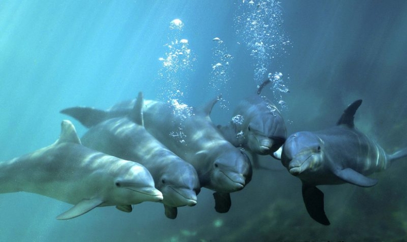 Datos inesperados sobre los delfines