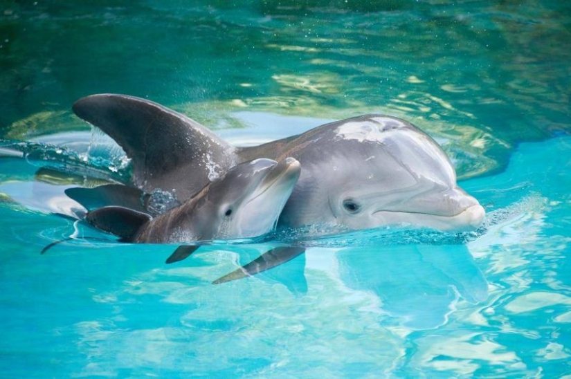 Datos inesperados sobre los delfines