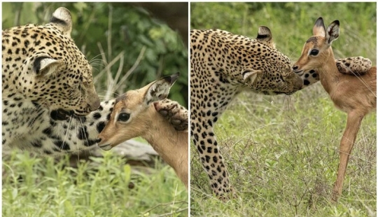 Deadly tenderness of a predator: leopard and Impala