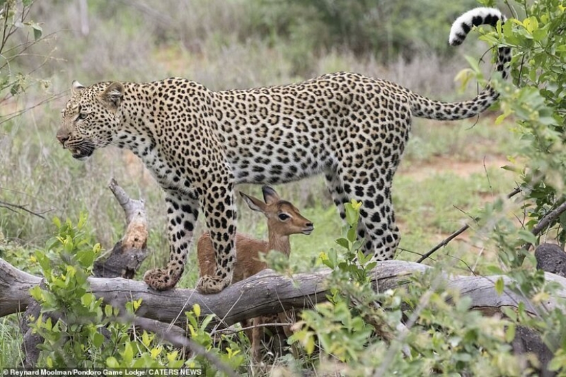 Deadly tenderness of a predator: leopard and Impala