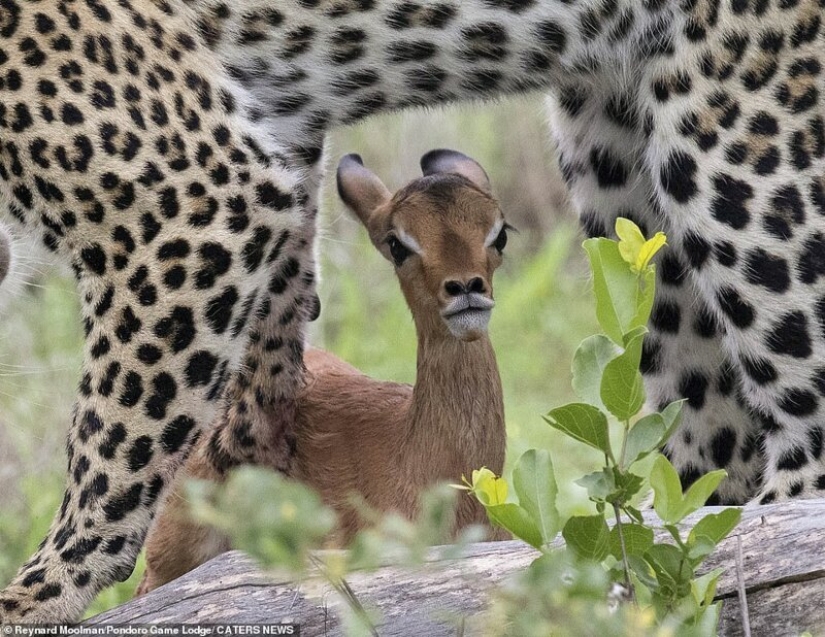 Deadly tenderness of a predator: leopard and Impala