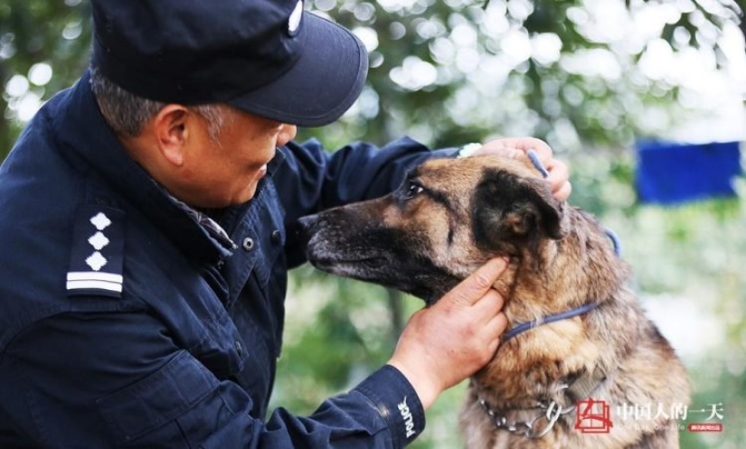 Decent old age of service dogs: a Chinese dog handler has opened a shelter for retired dogs
