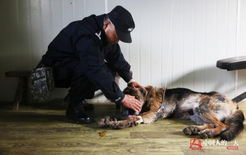 Decent old age of service dogs: a Chinese dog handler has opened a shelter for retired dogs