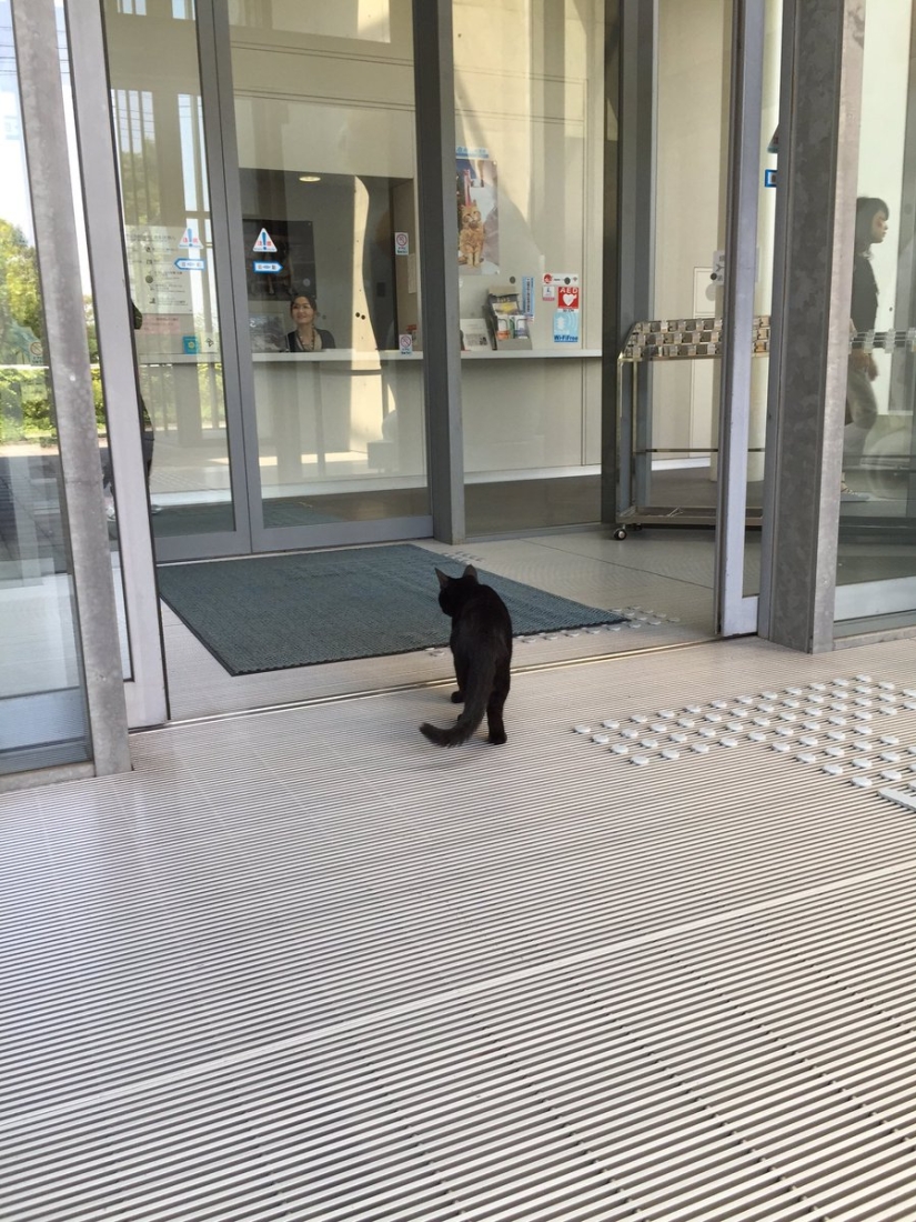 "Déjame entrar, entraré": un par de gatos japoneses llevan dos años intentando entrar en el museo