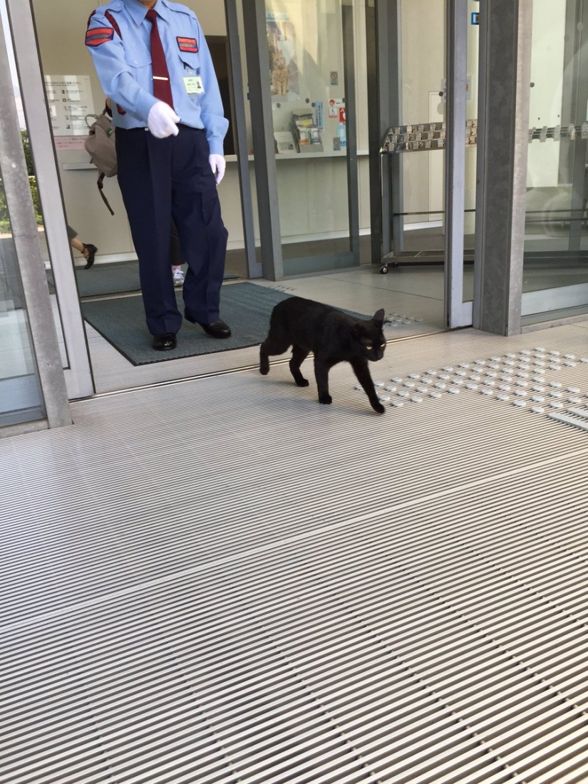 "Déjame entrar, entraré": un par de gatos japoneses llevan dos años intentando entrar en el museo