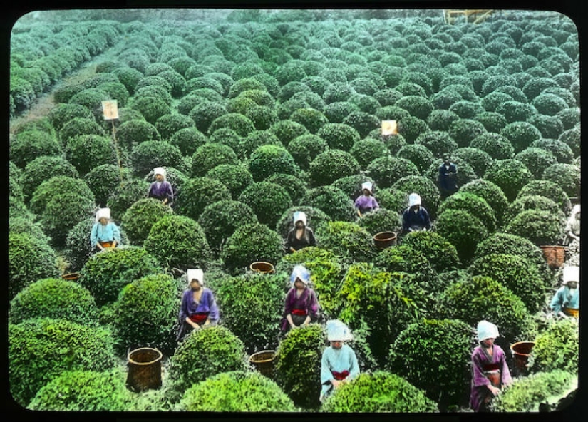 Del arbusto al consumidor: cómo se produjo la producción de té en Japón a principios del siglo XX