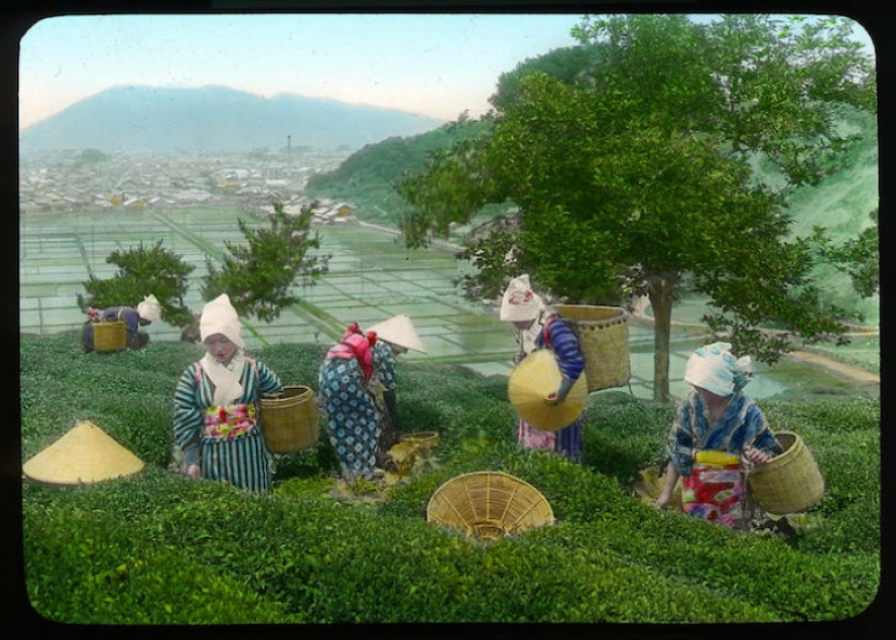 Del arbusto al consumidor: cómo se produjo la producción de té en Japón a principios del siglo XX