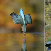 Después de 6 años y 720 mil intentos, el fotógrafo tomó la foto perfecta del martín pescador