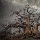 "Diamond Nights" by photographer Beth Moon - old trees under the starry sky