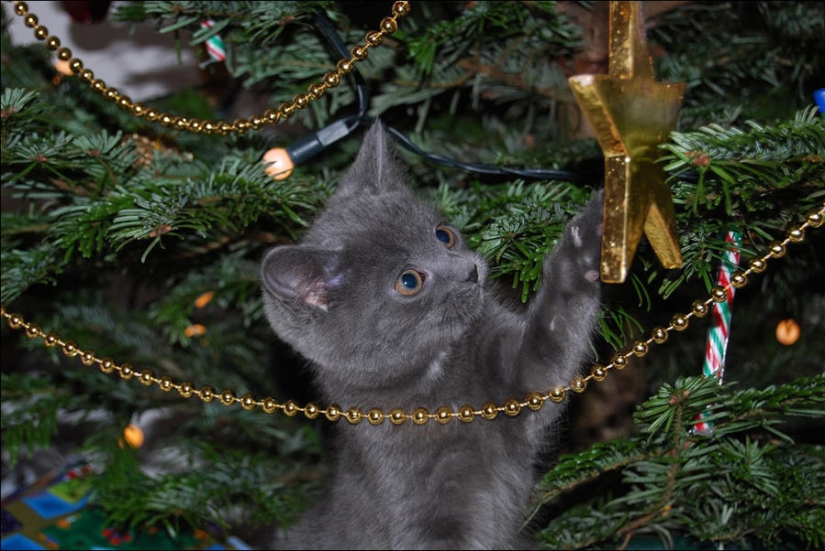 Did you put up a Christmas tree for the cat?