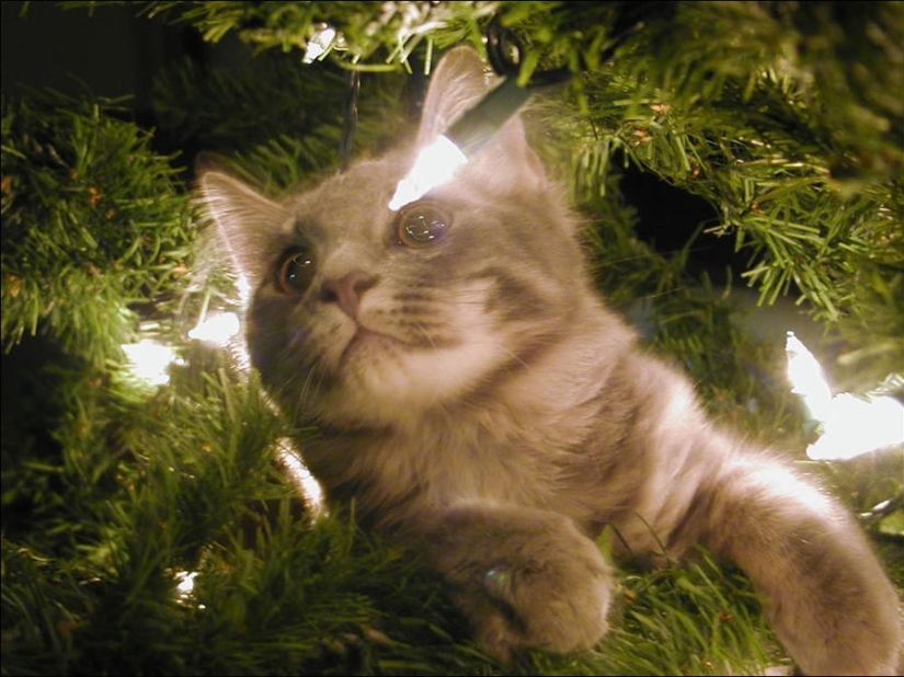 Did you put up a Christmas tree for the cat?
