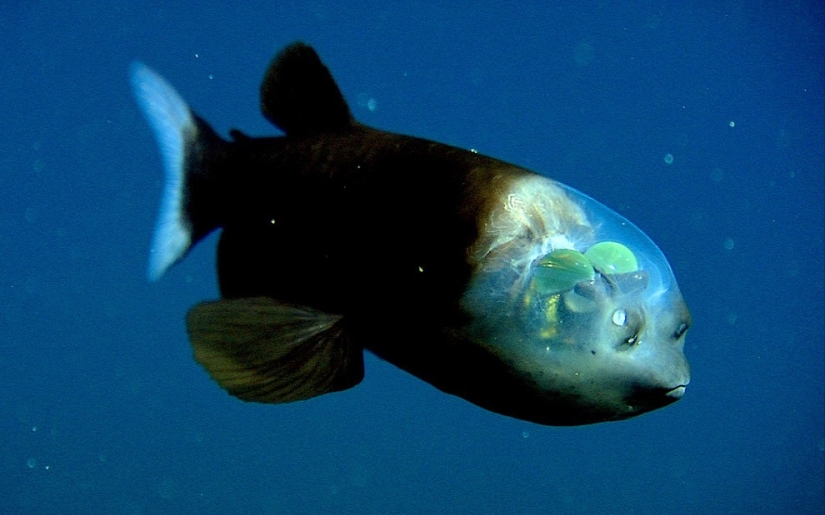 Diez de los peces oceánicos más inusuales