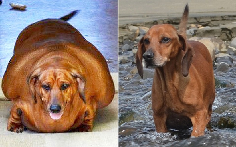 Dio un suspiro de alivio: 6 mascotas que se pusieron en forma después de la obesidad