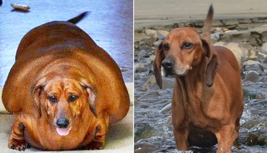 Dio un suspiro de alivio: 6 mascotas que se pusieron en forma después de la obesidad