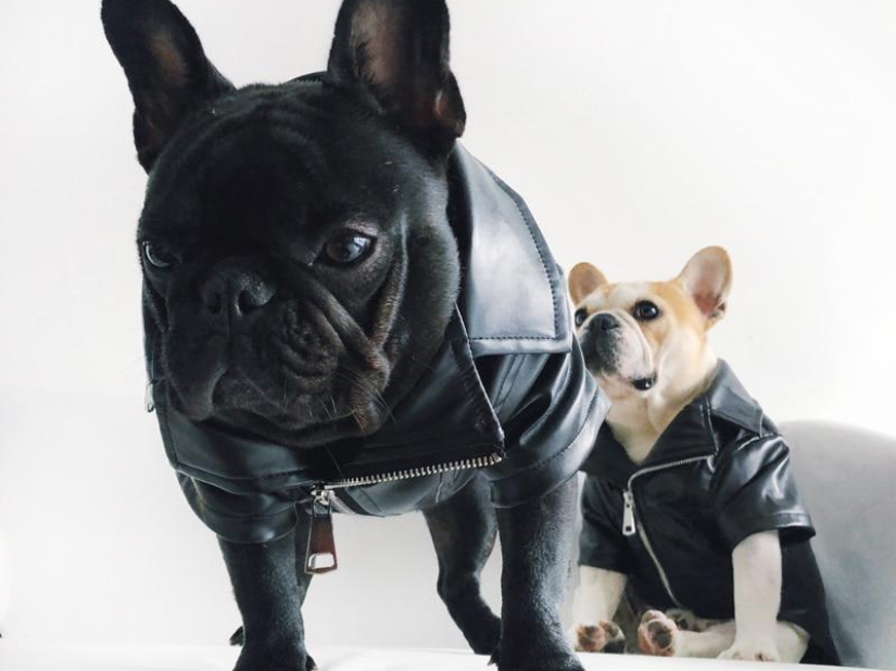 Disfraces divertidos de Aliexpress para mascotas.