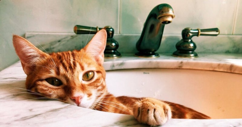 Do you like to watch? Why do cats and dogs go to the toilet and bathroom with us