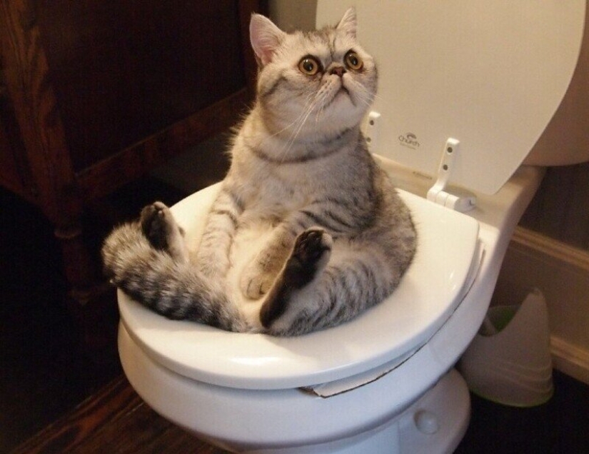 Do you like to watch? Why do cats and dogs go to the toilet and bathroom with us