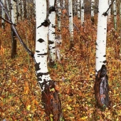 Do you see animals in the photos?