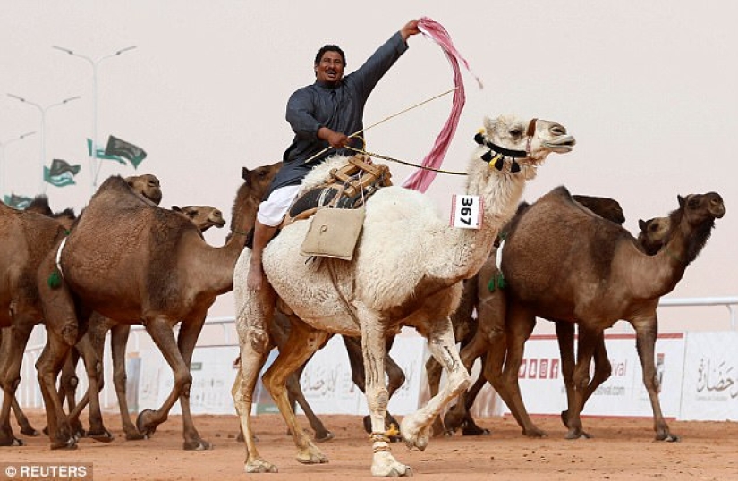 Doce camellos descalificados del concurso de belleza por botox