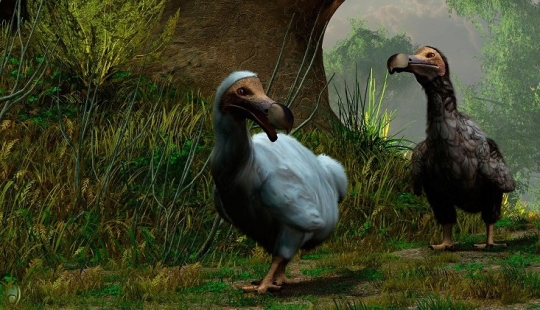 Dodo de bec: 10 especies animales extintas que pronto serán revividas Dodo de bec: 10 especies animales extintas que pronto serán revividas
