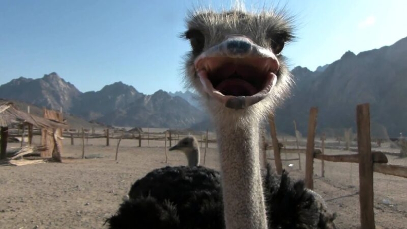 Does an ostrich hide its head in the sand? The story of an ancient delusion