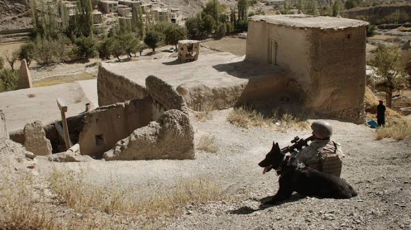 Dog Loyalty and Human Ingratitude, or Why American Sapper Dogs are Dying in Jordan