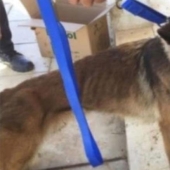 Dog Loyalty and Human Ingratitude, or Why American Sapper Dogs are Dying in Jordan
