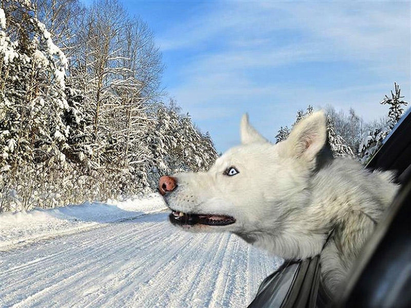 Dogs in cars