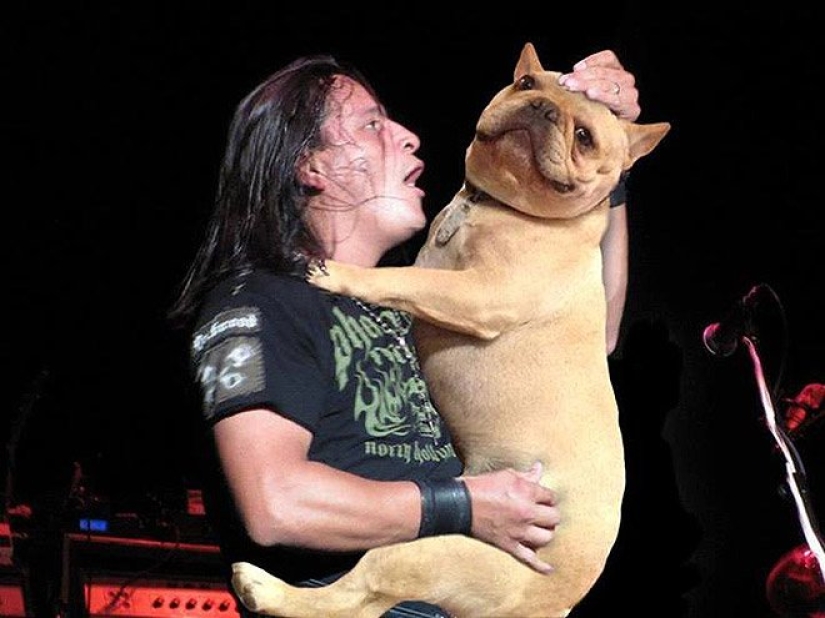 Dogs instead of guitars