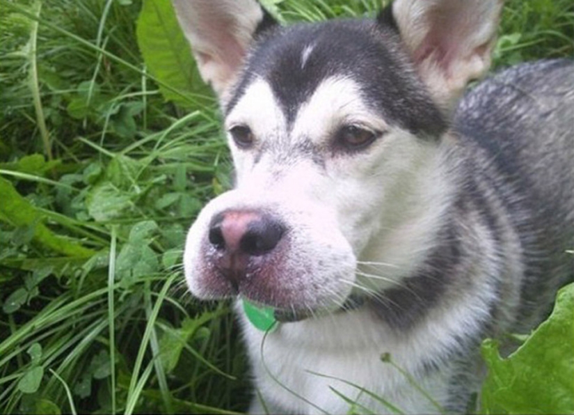 Dogs who ate a bee and are very sorry about it