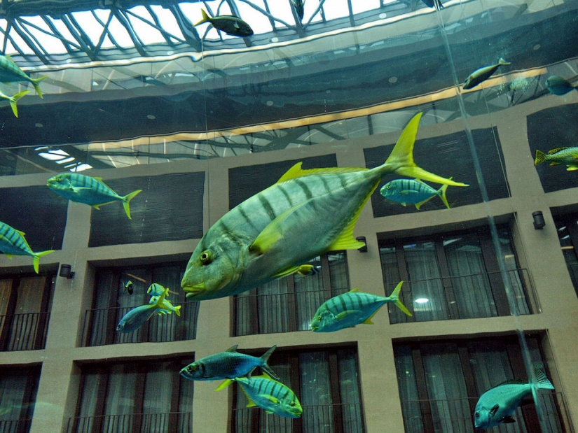 Dom Aquaree — a huge aquarium in Berlin's Radisson Blu Hotel