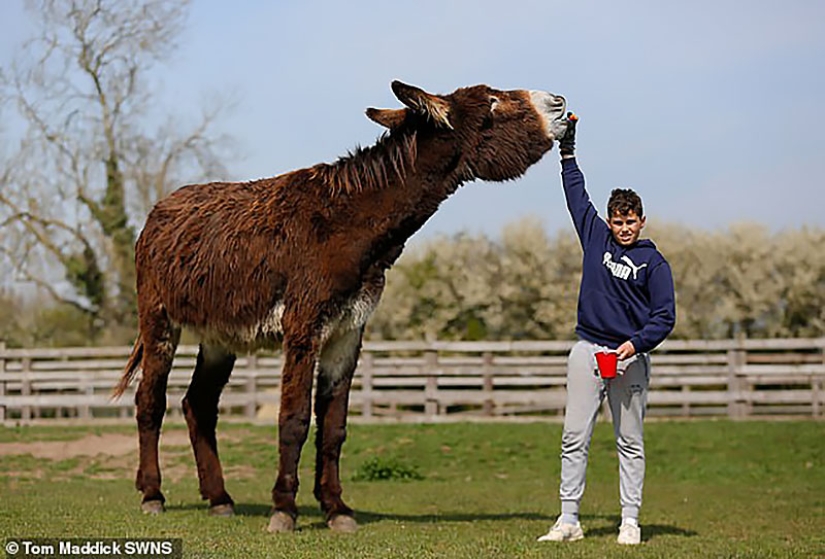 Donkey Derrick, living in a British nature reserve, will soon become the largest in the world