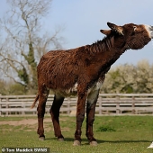 Donkey Derrick, living in a British nature reserve, will soon become the largest in the world