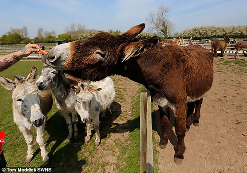 Donkey Derrick, living in a British nature reserve, will soon become the largest in the world