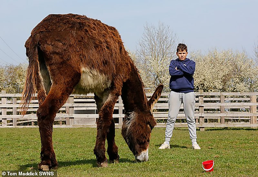 Donkey Derrick, que vive en una reserva natural británica, pronto se convertirá en el más grande del mundo